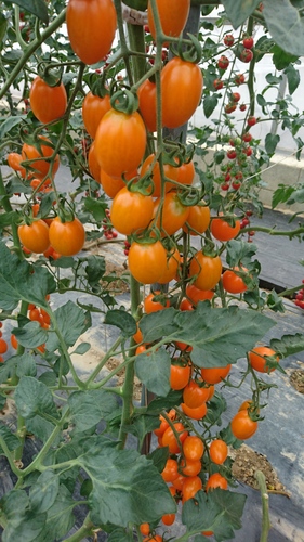 DSC_1282.JPG
